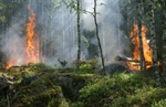Wildfire Season Preparation: Your Evacuation Kit Guide